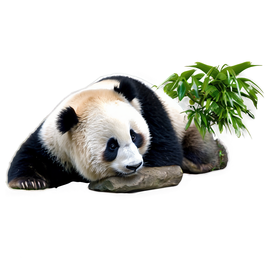 Giant Panda Photo Png 78