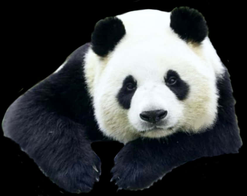 Giant Panda Portrait