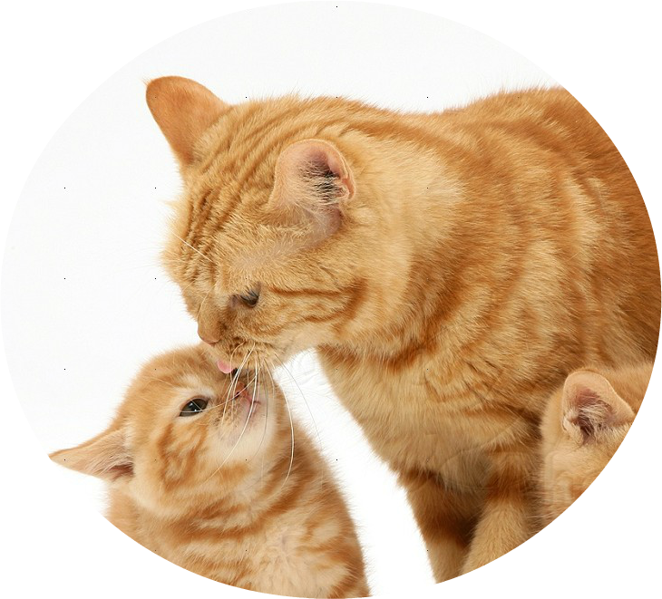 Ginger Catand Kitten Affection