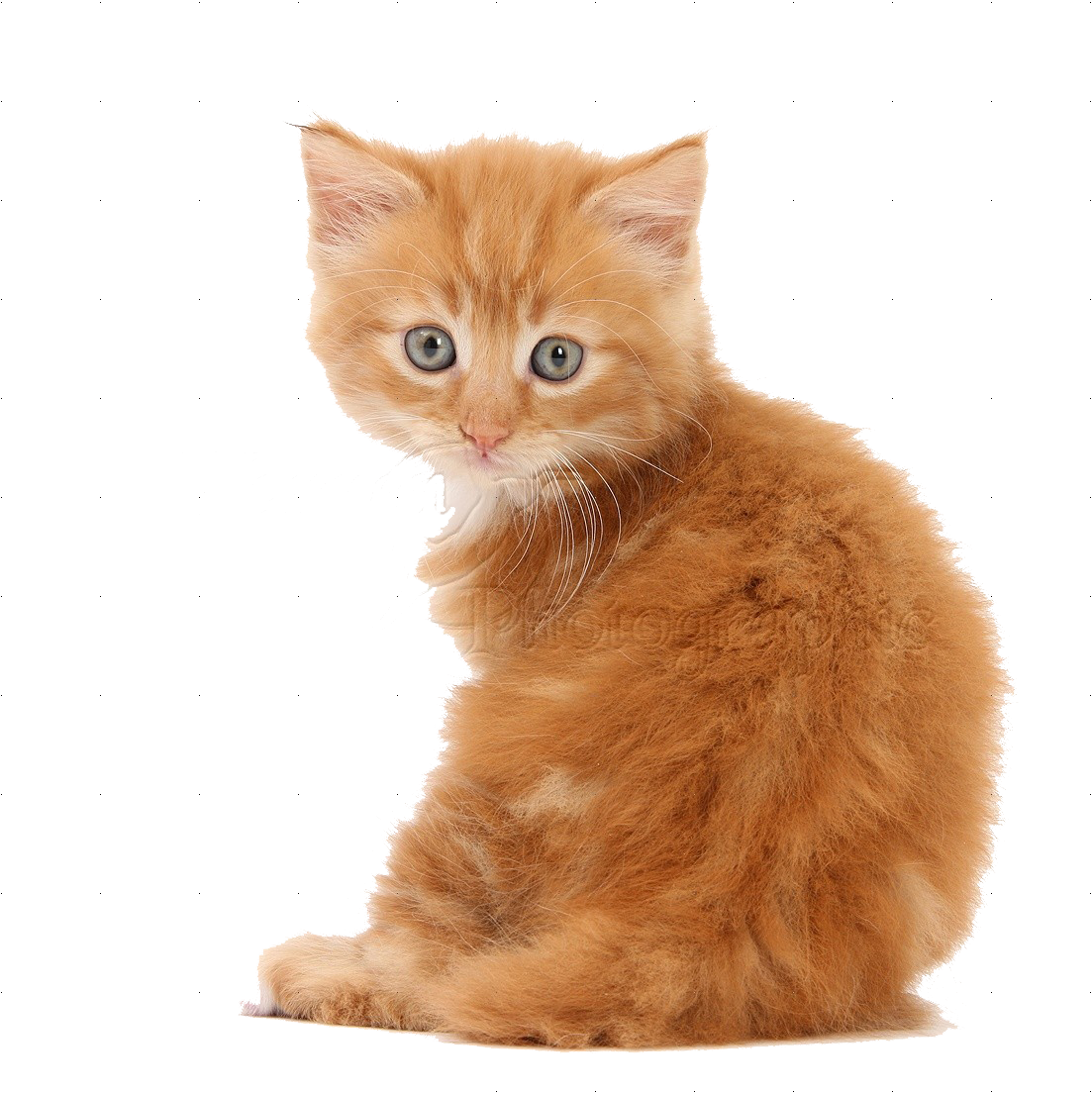 Ginger Kitten Looking Back