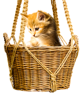 Ginger Kittenin Basket