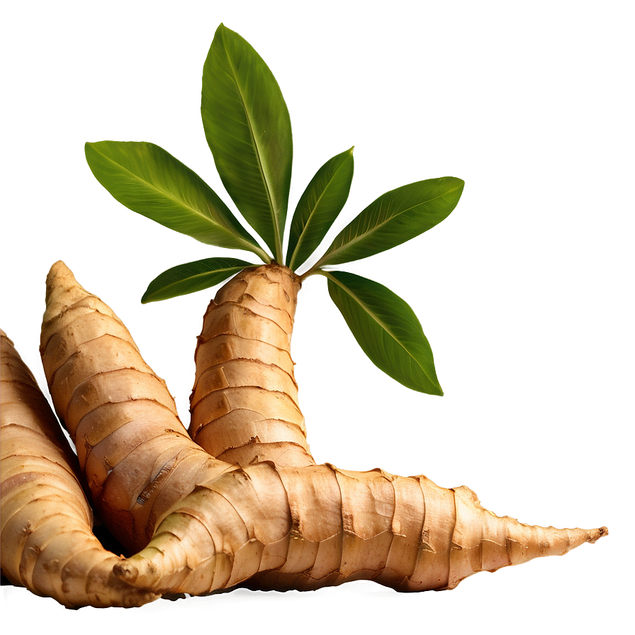 Ginger Root Hand Drawn Png Oui39