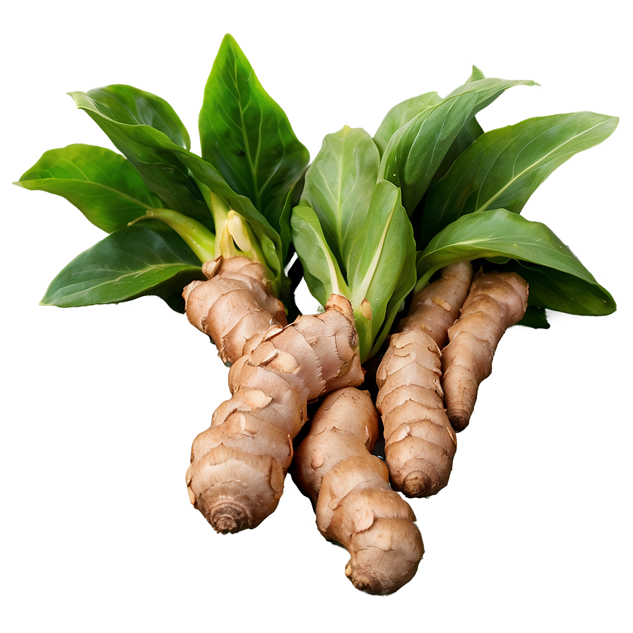 Ginger Vegetable Garden Png Vow5