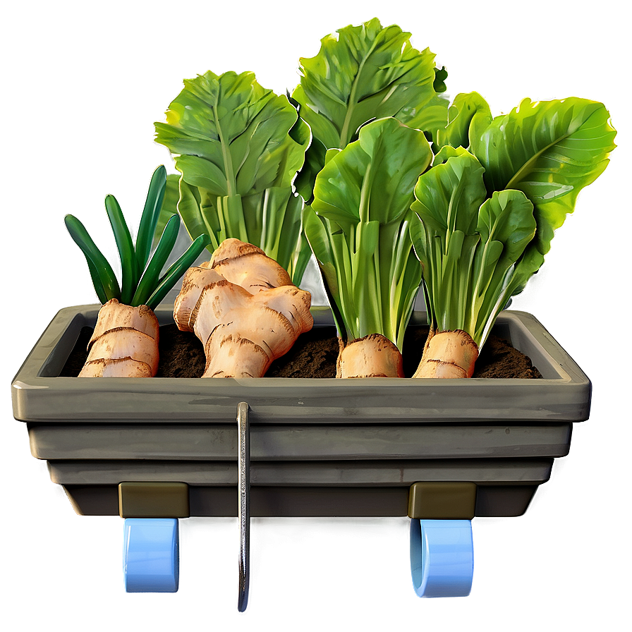 Ginger Vegetable Garden Png Wgm23