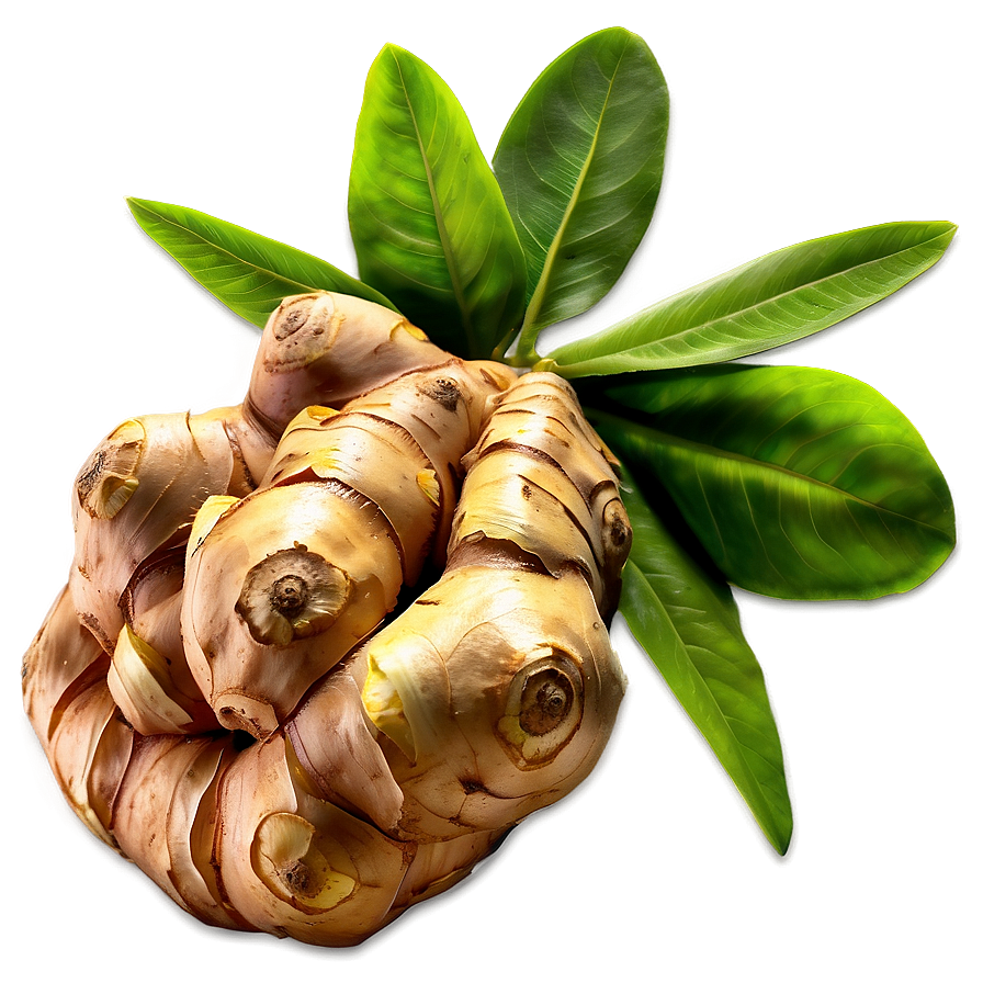 Ginger Zingiber Officinale Png 06202024