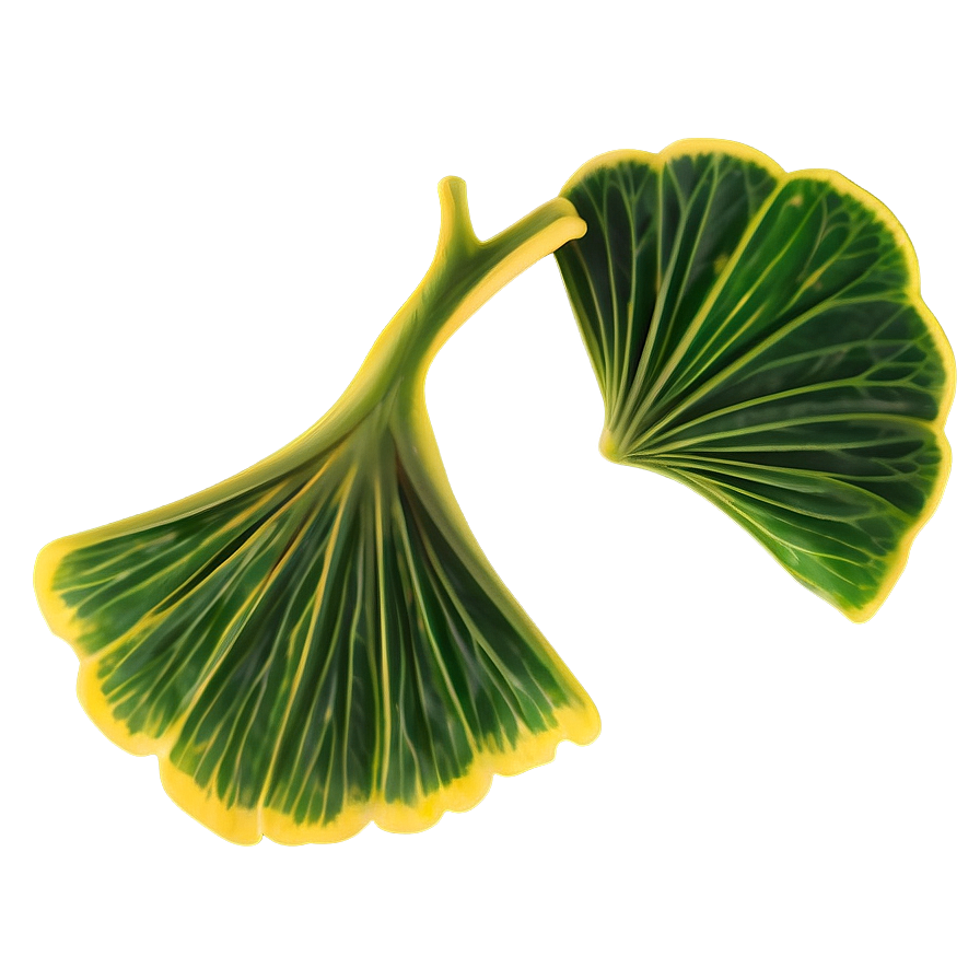 Ginkgo Biloba Tea Leaf Png Mkn