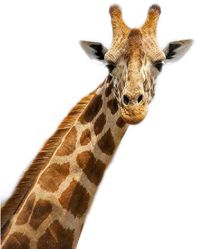 Giraffe Portrait Close Up.png