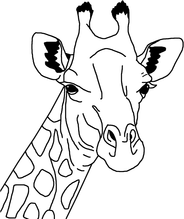 Giraffe Portrait Line Art