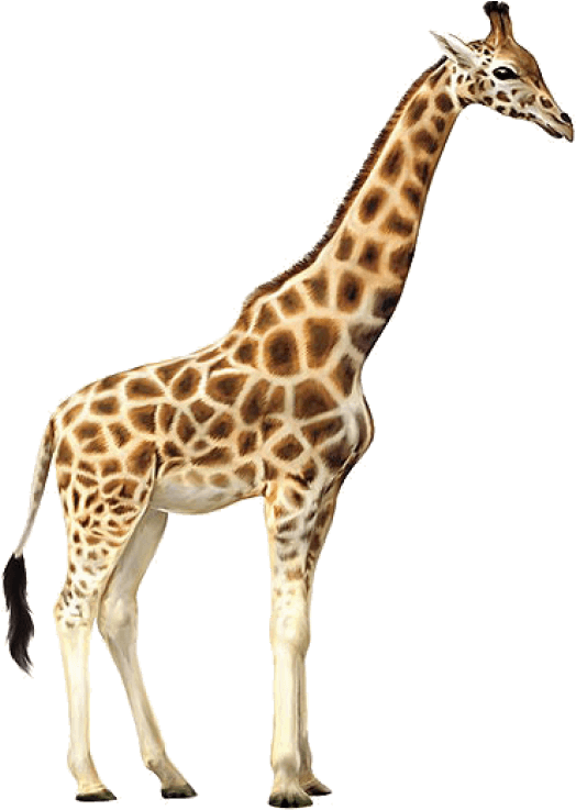 Giraffe Standing Transparent Background.png