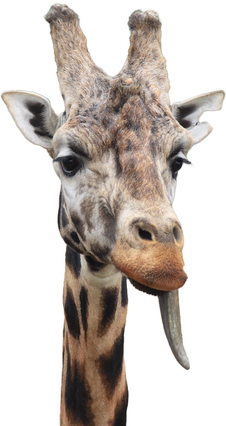 Giraffe With Tongue Out