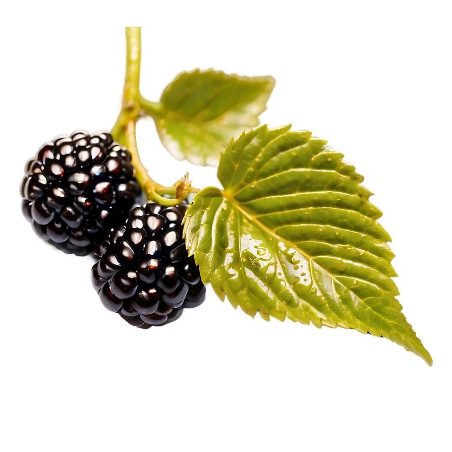 Glistening Blackberry Png 05232024