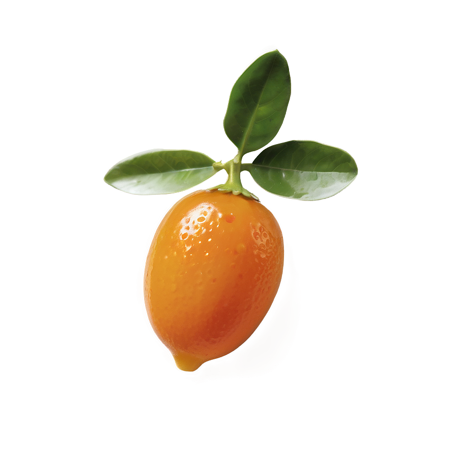 Glistening Kumquat Png Qpb31