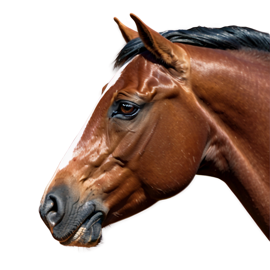 Glossy Brown Horse Png 77