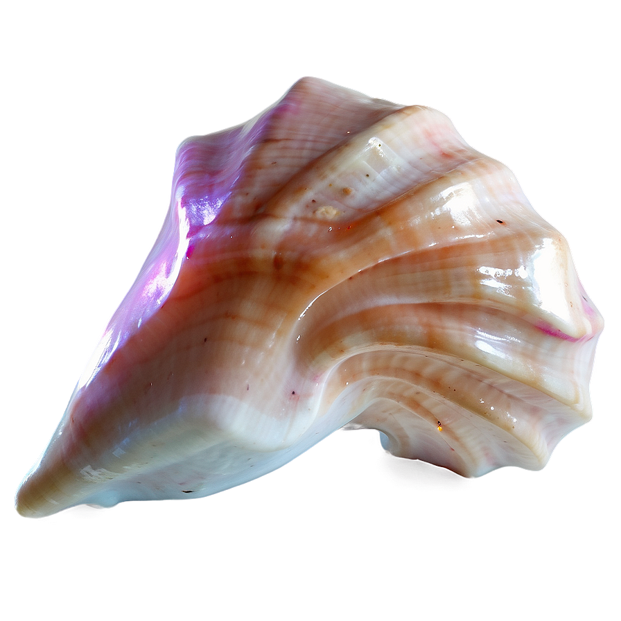 Glowing Conch Shell Effect Png 06132024