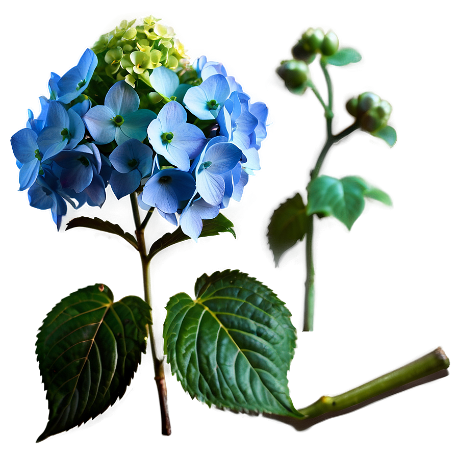 Glowing Hydrangea Png 05242024