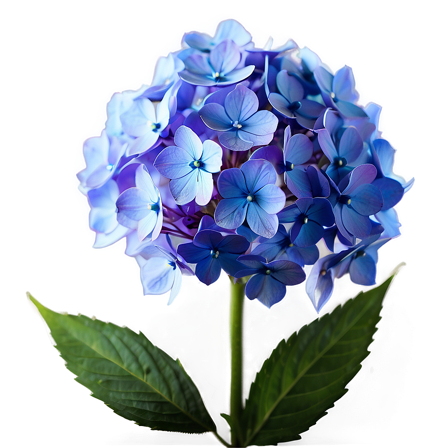 Glowing Hydrangea Png 05242024