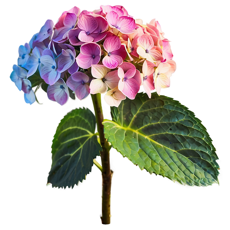 Glowing Hydrangea Png Jwa