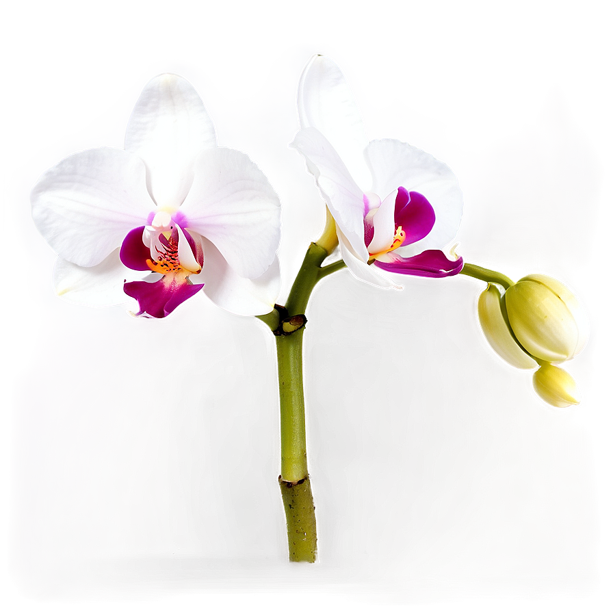 Glowing Orchid Png Dka