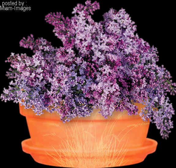 Glowing Pot Purple Flowers