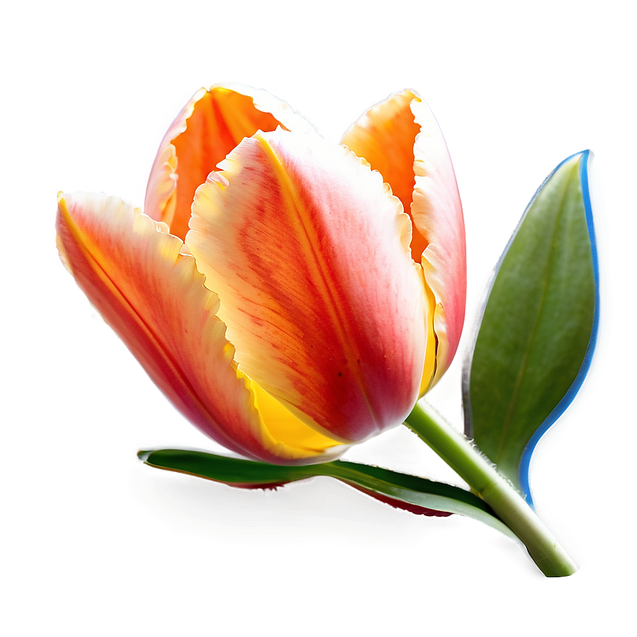 Glowing Tulip Png Epg21