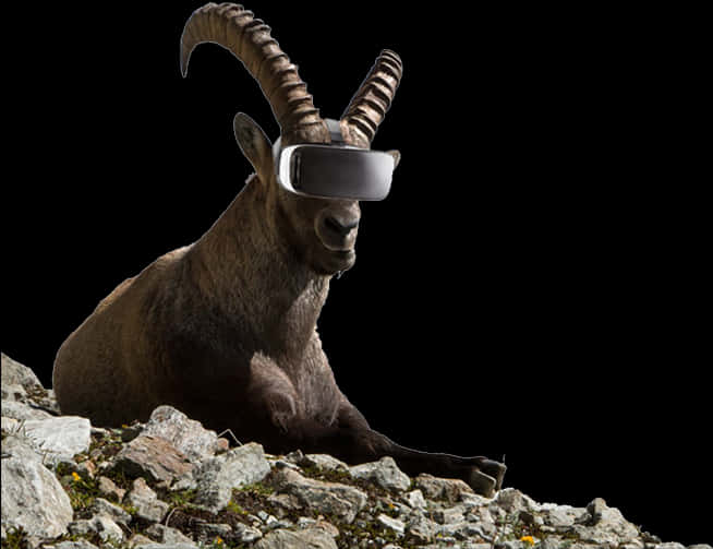 Goat Wearing V R Headset