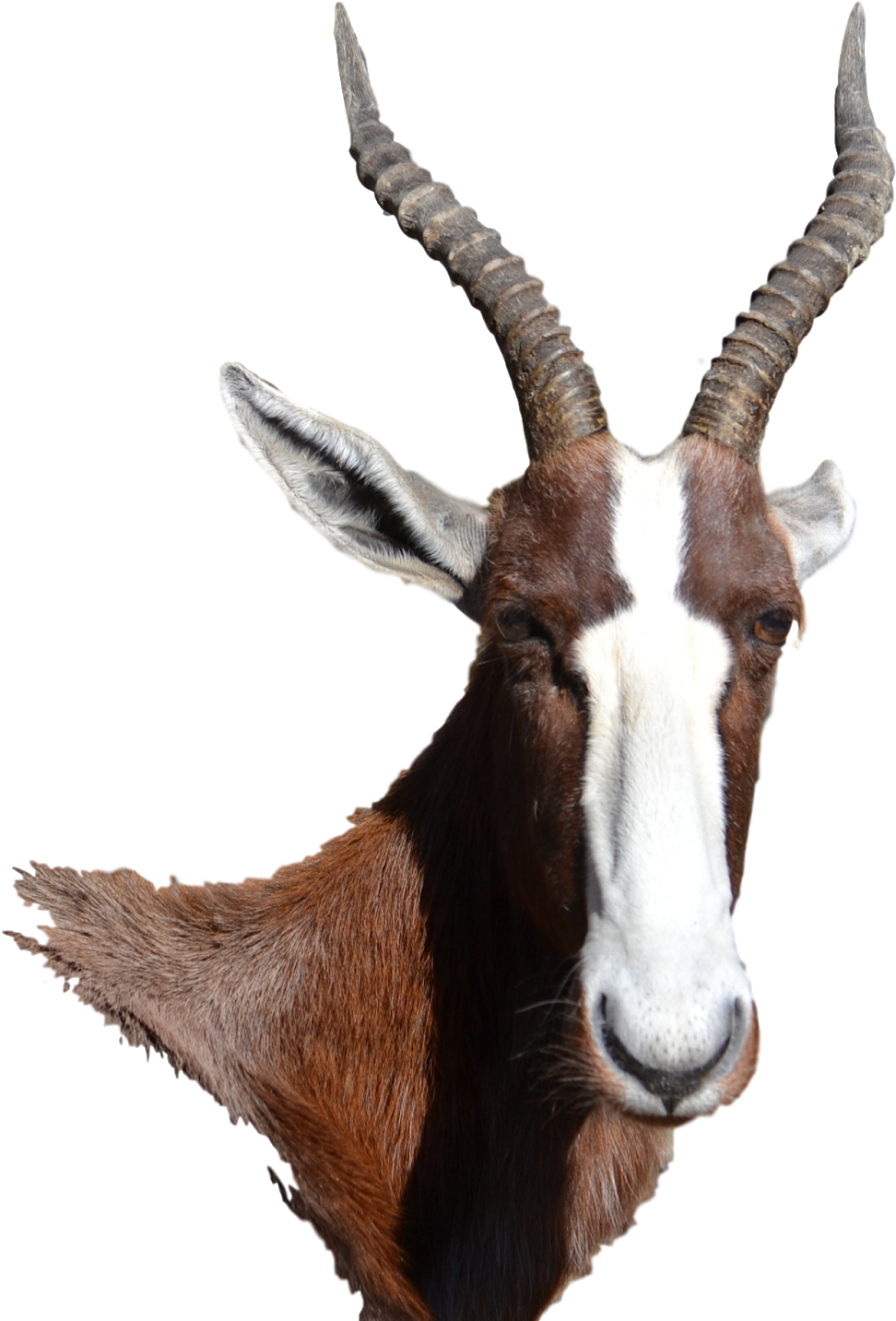 Goatwith Prominent Horns