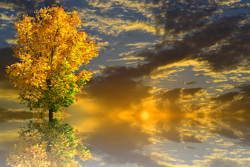 Golden Autumn Sunset Tree