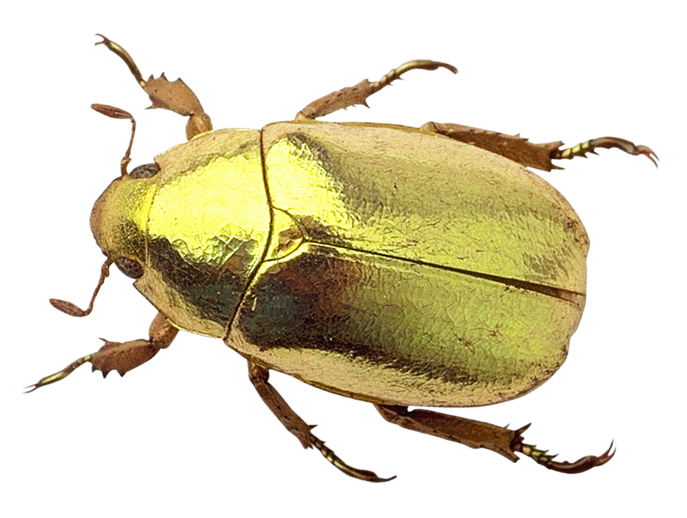 Golden Beetle Isolated Background