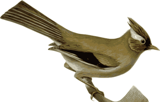 Golden Brown Bird Illustration