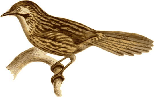 Golden Brown Bird Illustration