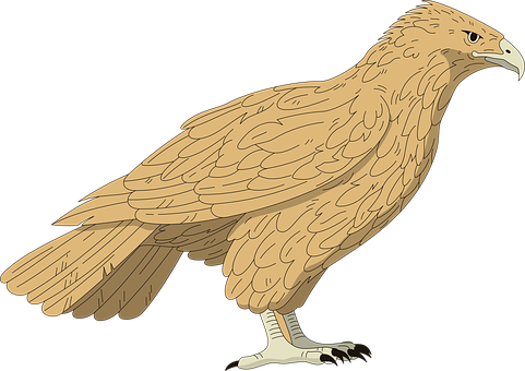 Golden Brown Falcon Illustration