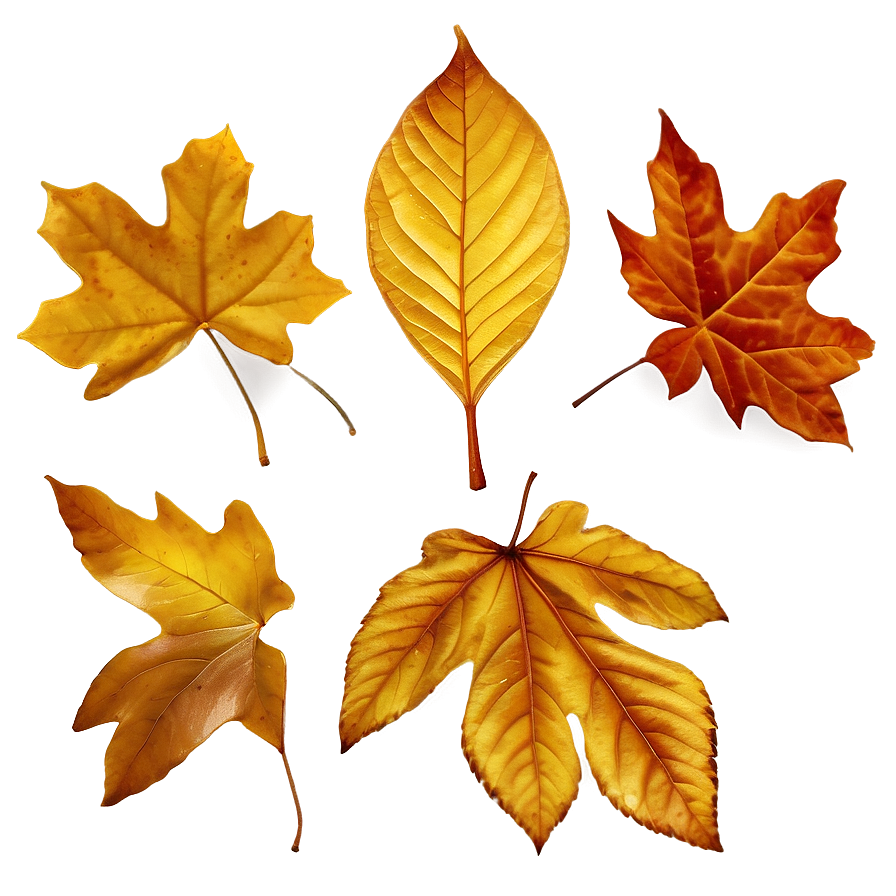 Golden Brown Fallen Leaves Png 06292024