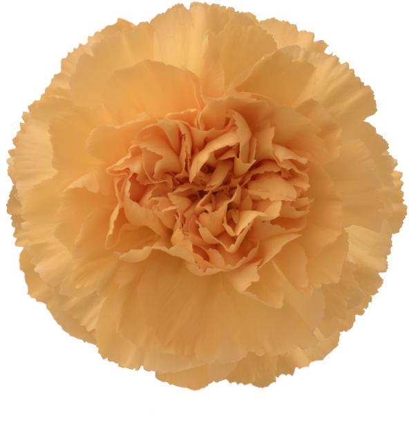 Golden Carnation Flower