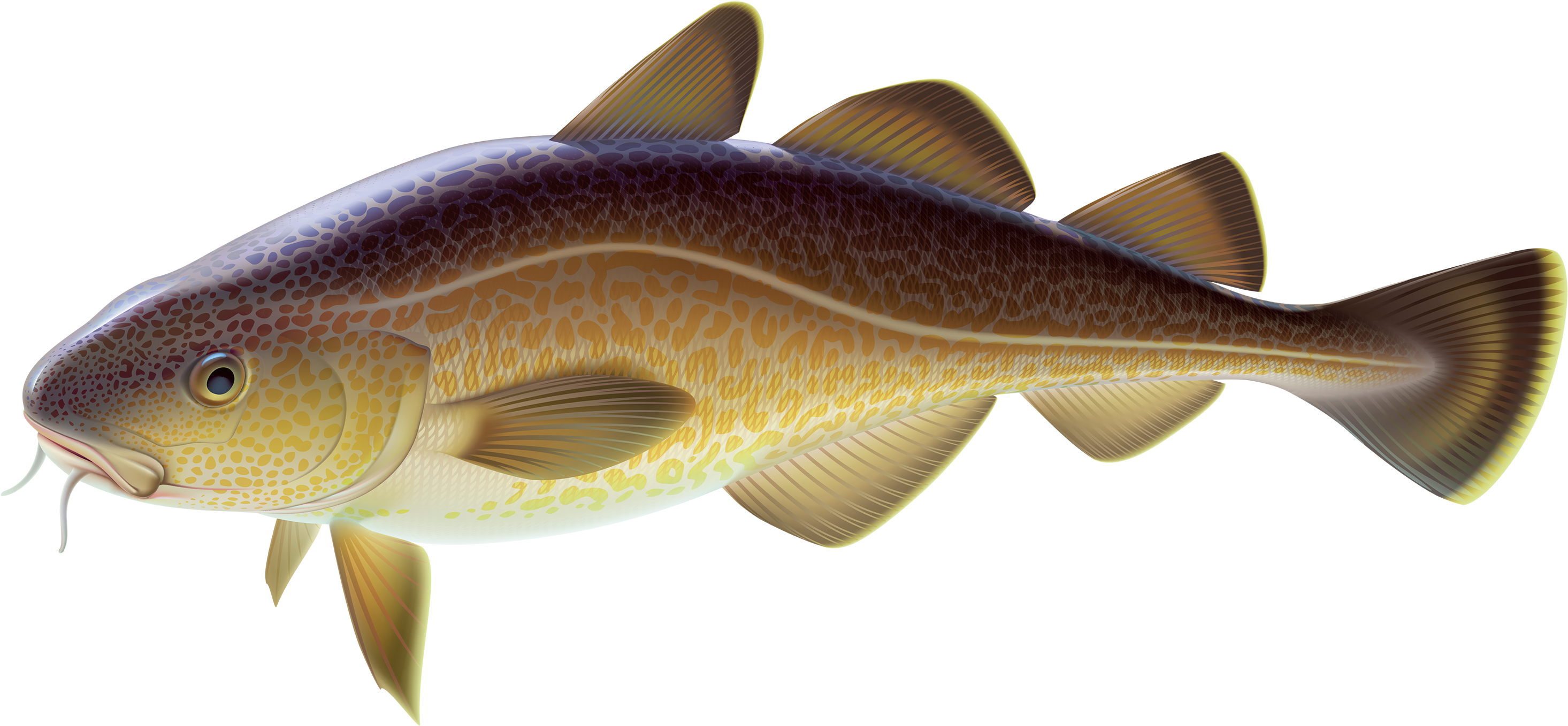 Golden Carp Illustration