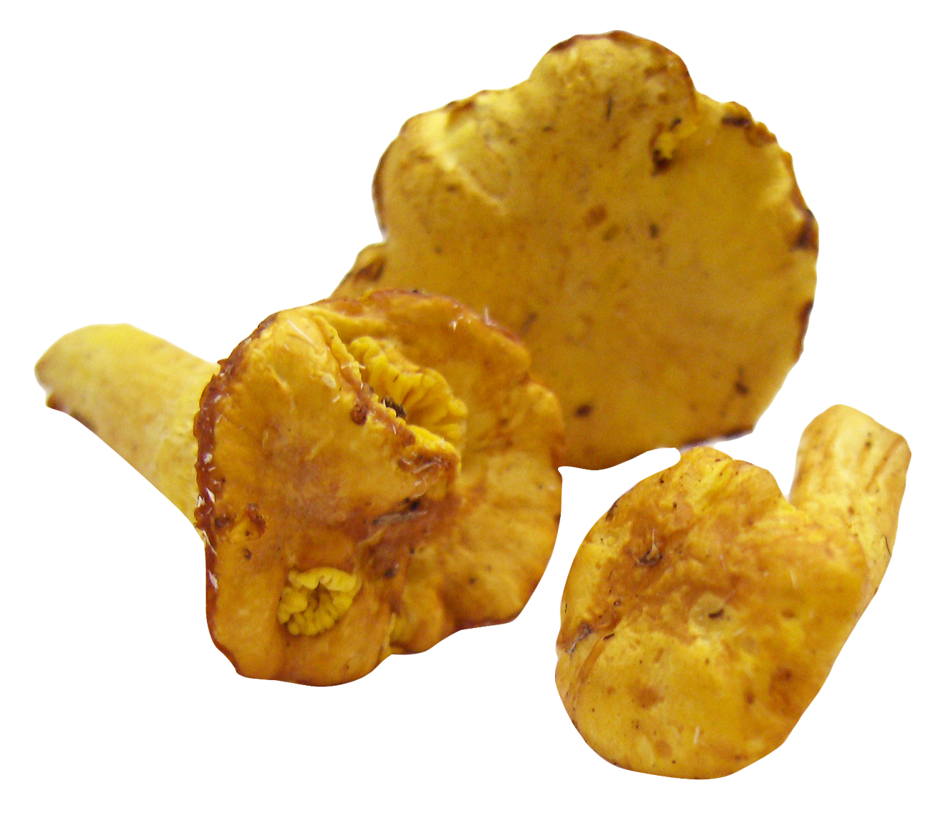 Golden Chanterelle Mushrooms.png