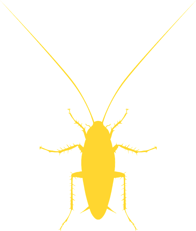 Golden Cockroach Silhouette