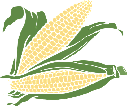 Golden Corn Cobs Illustration