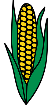 Golden Corn Ear Vector Illustration