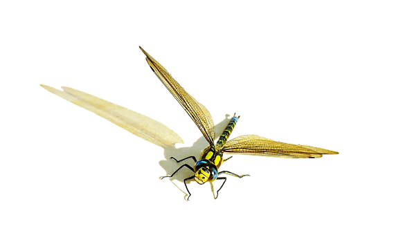 Golden Dragonfly Artwork