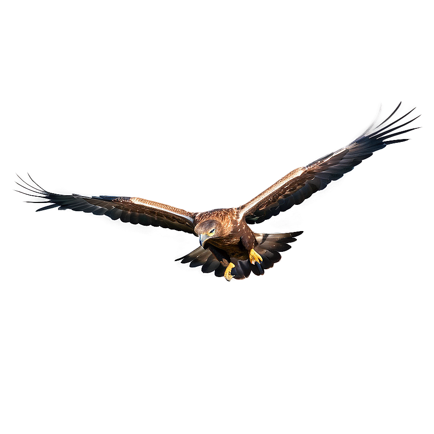 Golden Eagle Against Blue Sky Png Pyp