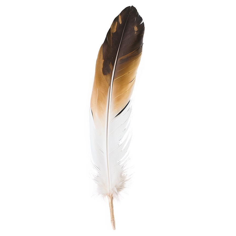 Golden Eagle Feather Png 11