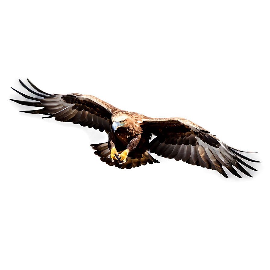 Golden Eagle Gliding Png 33