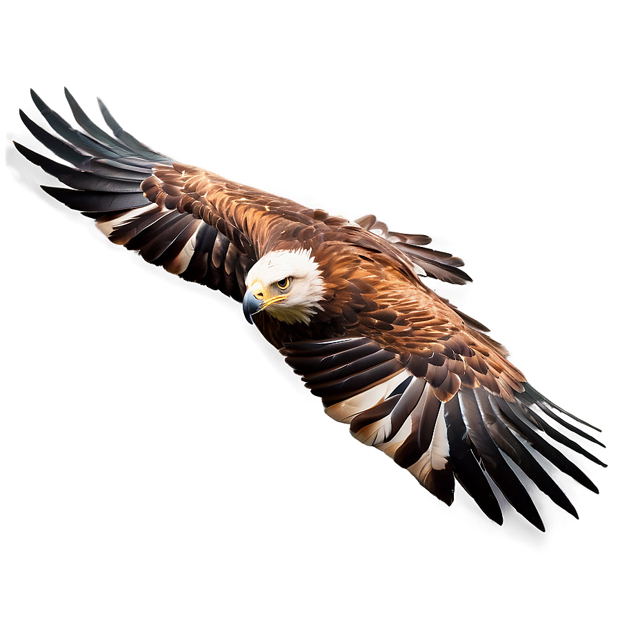 Golden Eagle Gliding Png 4