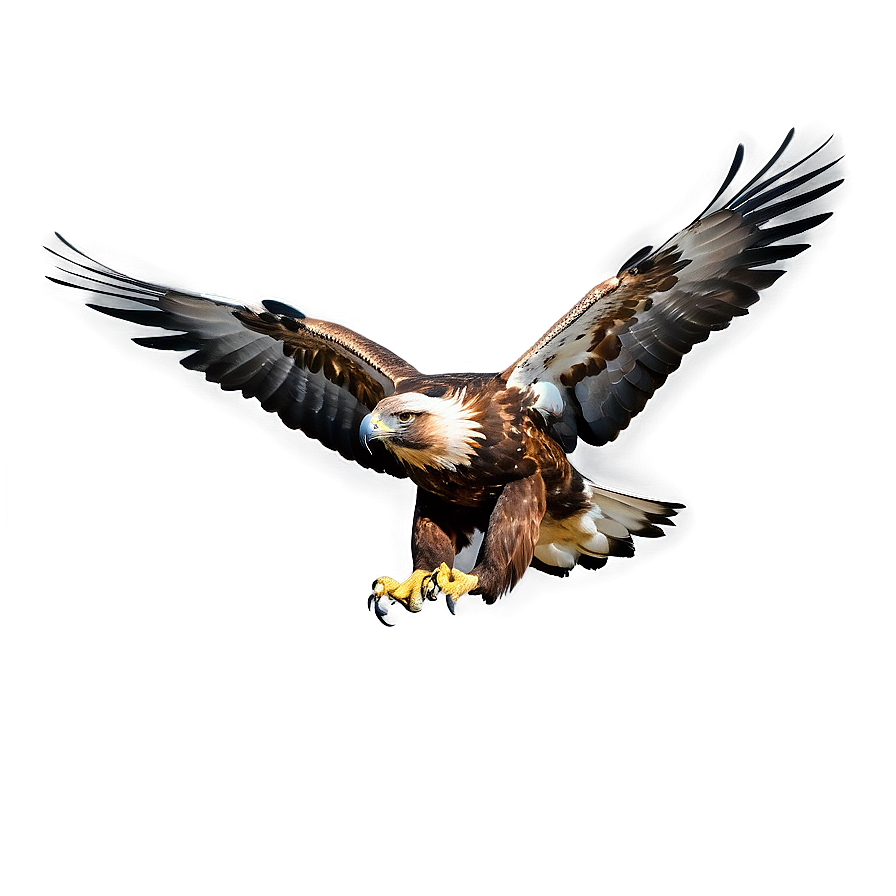 Golden Eagle In Flight Png 36