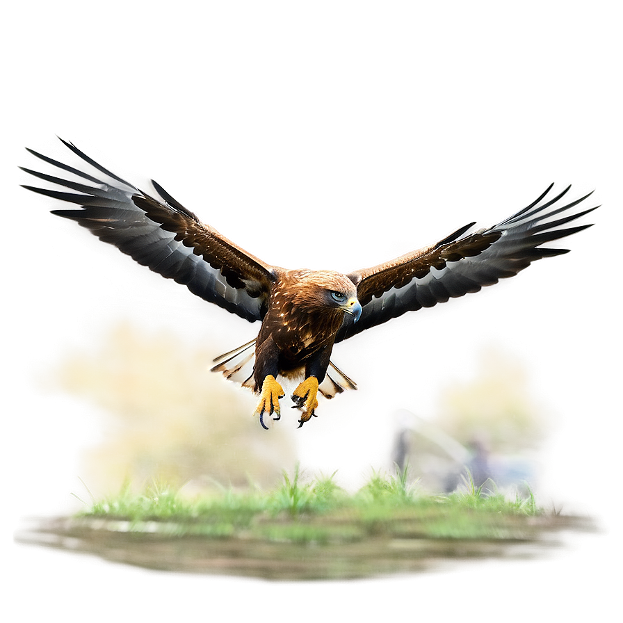 Golden Eagle Mid-flight Png Lgt