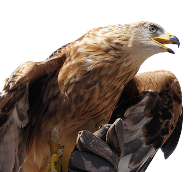 Golden Eagle Profile