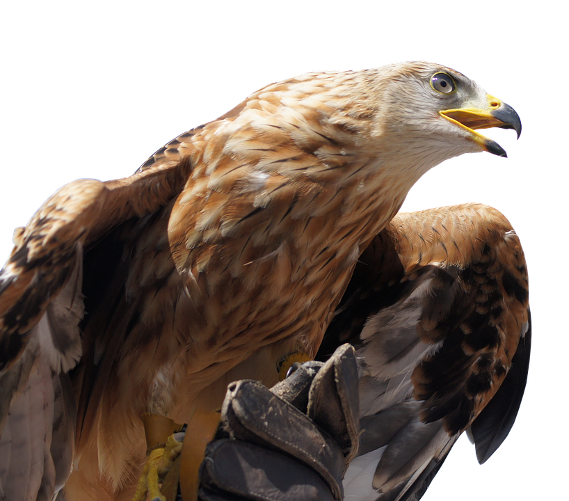 Golden Eagle Profile