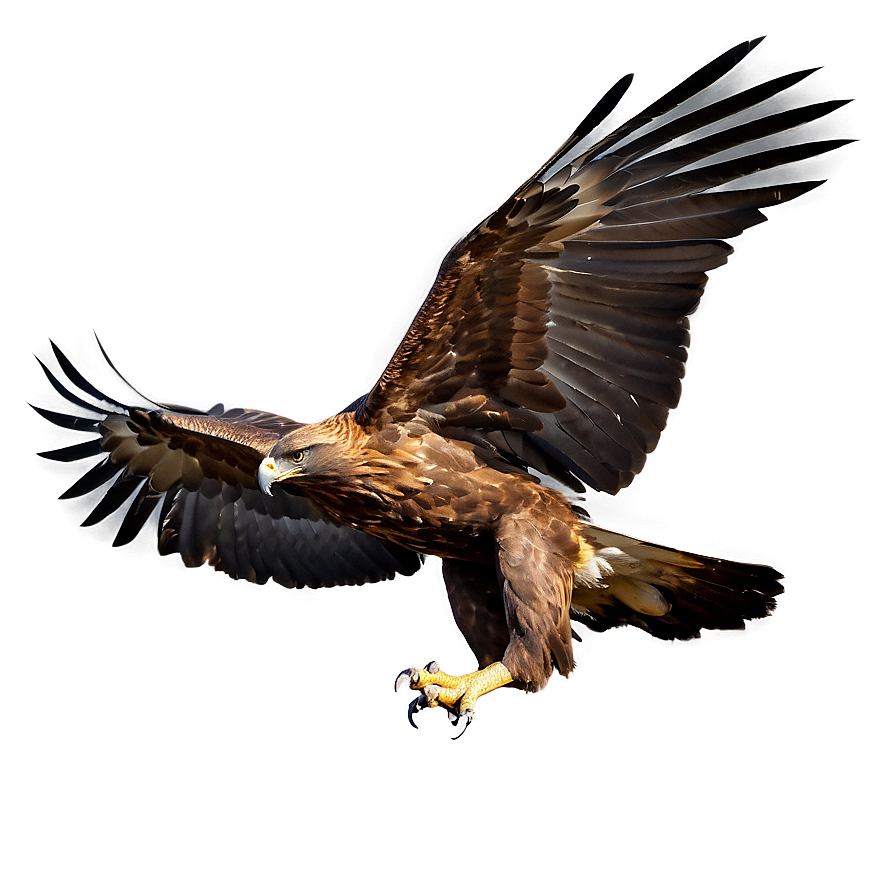 Golden Eagle Taking Off Png 14