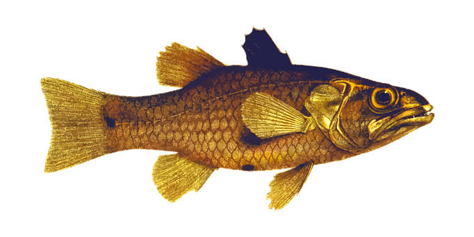 Golden Fish Black Background