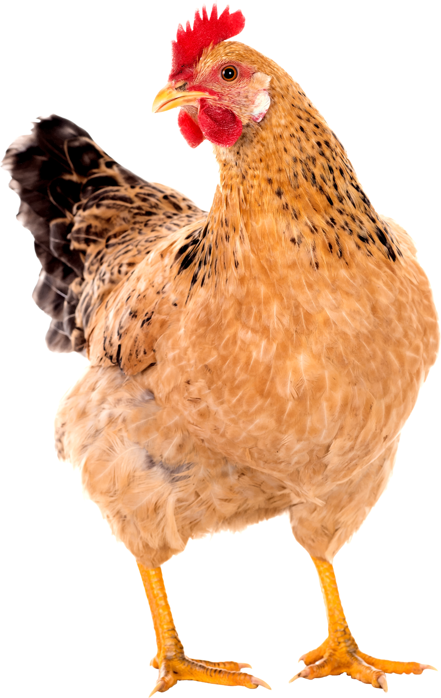 Golden Hen Isolated Background.png